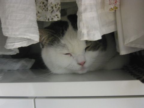 隠れてます