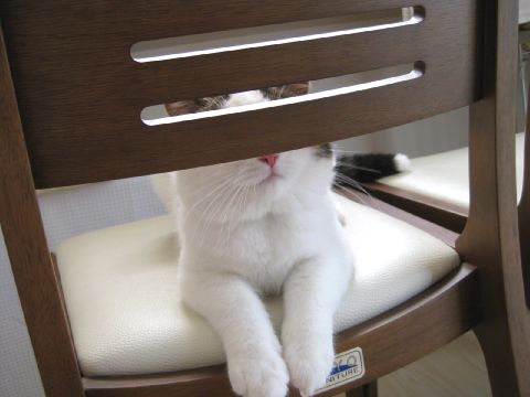 少猫A