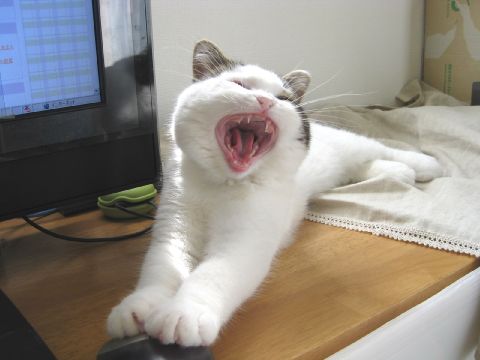 あごはずれそう；