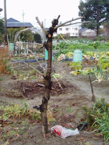 大失敗の 今年の柿木 | 日本酒好き親爺の日々 - 楽天ブログ