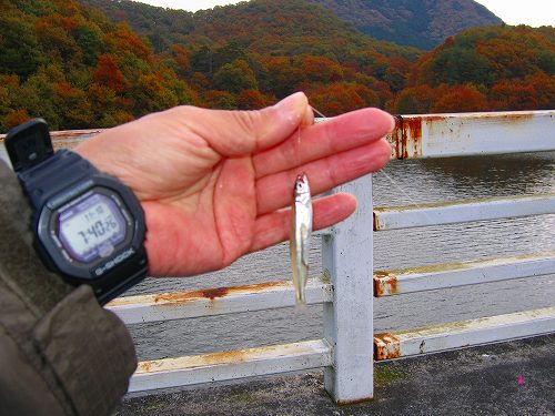 2008.11.10 MKダムワカサギ釣行 橋の上から120匹UP～♪  くもり時々スモールマウス、きっと晴れるよ。 - 楽天ブログ