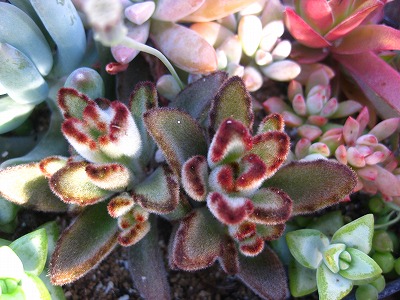うさぎの寄せ植え＆多肉の植え替え方法 | おもちゃ箱の片隅で
