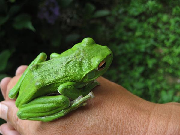 絶滅危惧種のモリアオガエルを保護 日々草 初雪カズラ ミニシクラメン ガーデンシクラメン 葉牡丹 ハボタン の販売農家 徳野花園 楽天ブログ