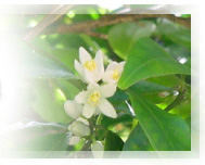 髪スマ　～行列の出来る薄毛悩み相談所～