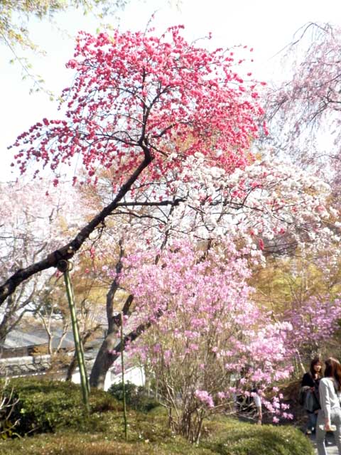 sakura1.jpg