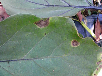 ナスの葉に黒い斑点 べピーノを発見 無農薬野菜は虫と菌との闘いだ 楽天ブログ