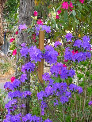 青い花のシャクナゲと私の交配したシャクナゲの花。 | デジカメ写真館 - 楽天ブログ