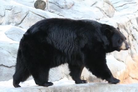 クマのプーさんはカナダ生まれの黒熊？！～ウィニペグ