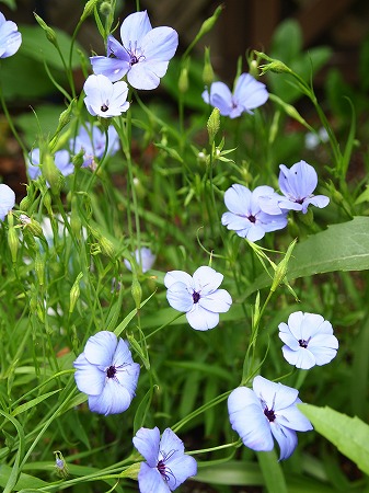 ビスカリア・ブルーエンジェルは、夏に欲しい涼やかな花色だけど・・・ | プチ美々屋の日記帳 - 楽天ブログ
