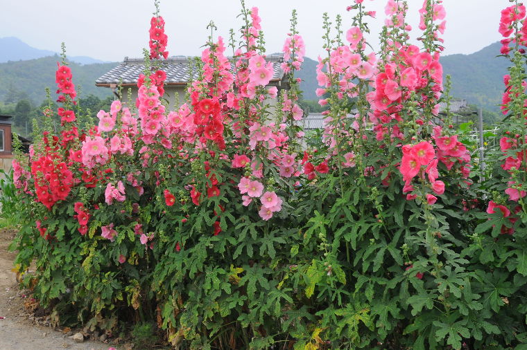 pict0007.jpg