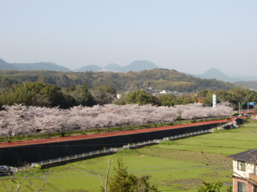 春 桜満開 国東路を行く 峯入り行脚 10 国東半島 きちょくれ よっちょくれ 国東半島 楽天ブログ