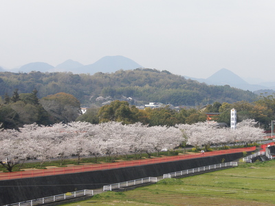 国東半島 桜のある風景 きちょくれ よっちょくれ 国東半島 楽天ブログ