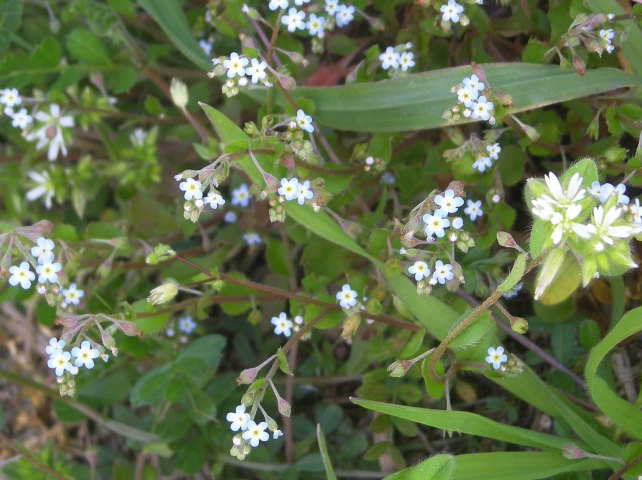 小さな小さなお花たち その１ 胡瓜草 ジュラのお散歩花日記 楽天ブログ