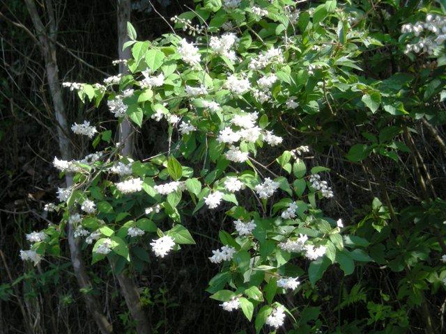 空木 卯の花 白い花 ジュラのお散歩花日記 楽天ブログ