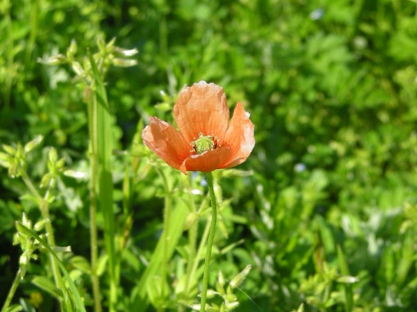 オレンジ色の芥子の花 ジュラのお散歩花日記 楽天ブログ