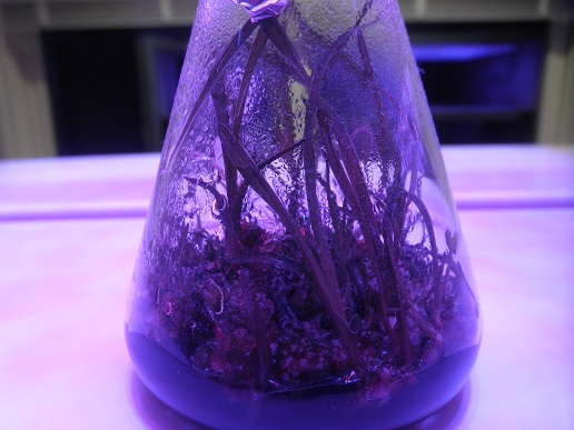 植物育成用LED | hiroの日記 - 楽天ブログ