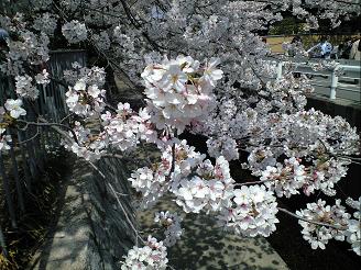 桜.JPG