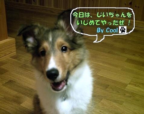 クールくん