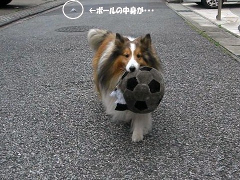 オクトくん