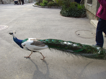 pfau.jpg