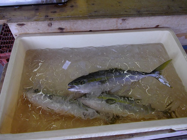 新鮮な地魚が安い千葉県九十九里漁協直売所 わたしのおでかけ実例集 楽天ブログ