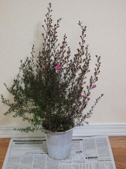 P1041339.JPG