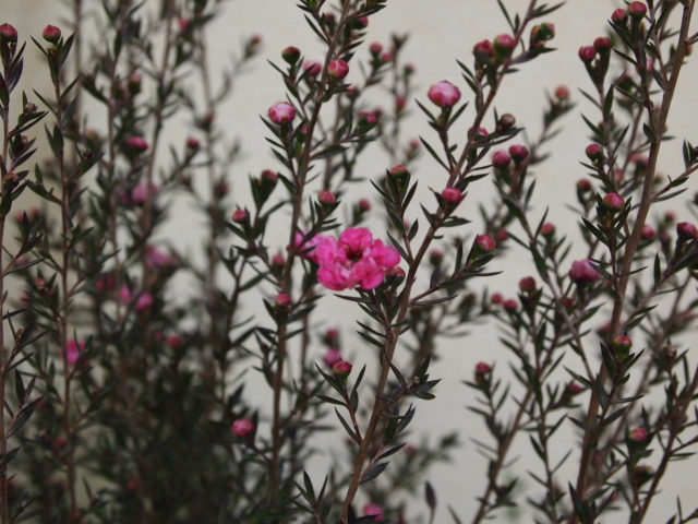 P1041344.JPG