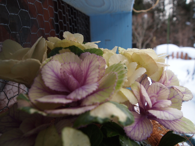 P1231544.JPG