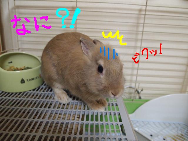 ツービックリ.JPG
