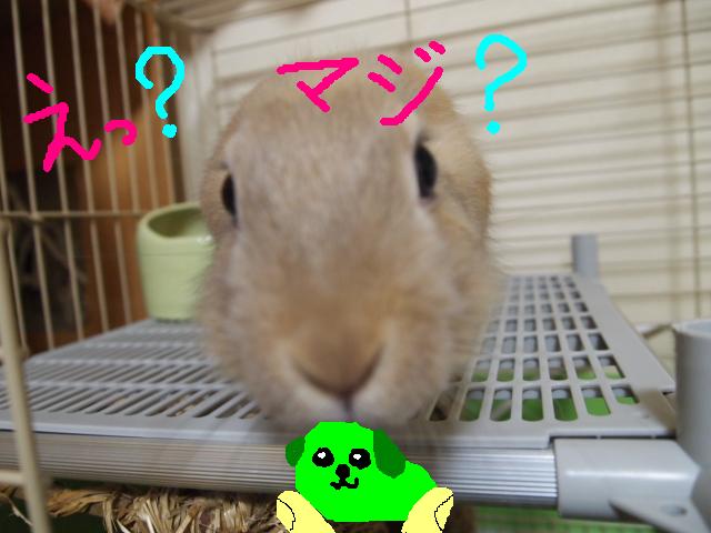 ツー豆しば.JPG