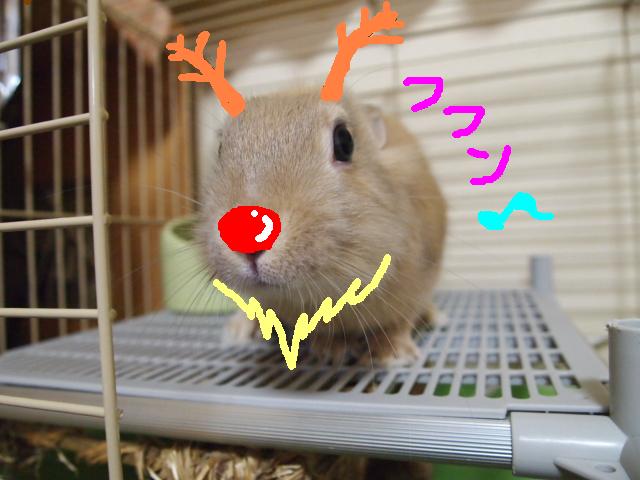 ツートナカイ.JPG