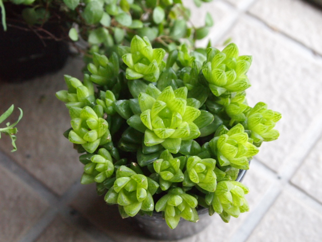 2010_1221画像0120.JPG