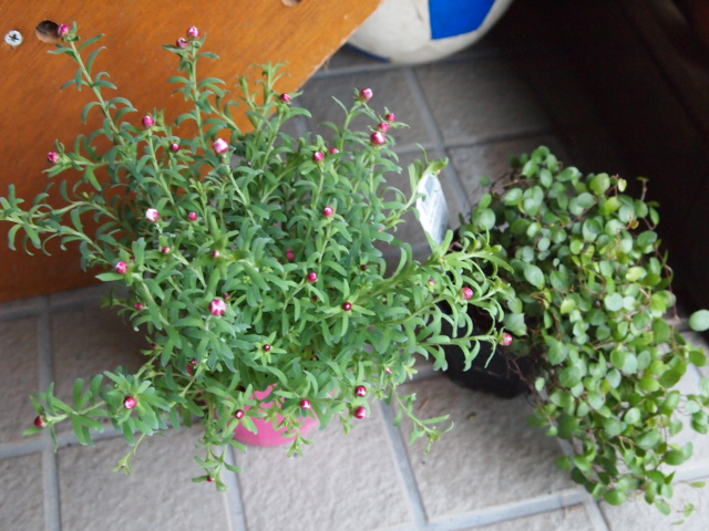 2010_1221画像0119.JPG