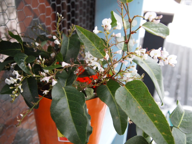 2011_0209画像0051.JPG