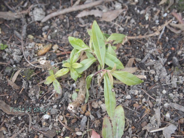 gaura.jpg