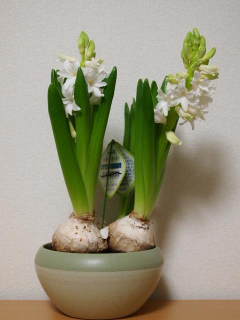 2011_0121画像0041.JPG