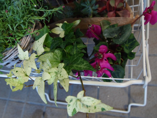2011_0121画像0047.JPG