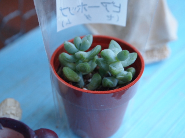2011_0207画像0030.JPG
