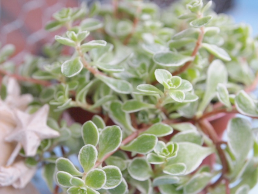 変更 2011_0223画像0007.jpg