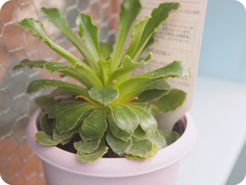 変更 2011_0223画像0014.jpg