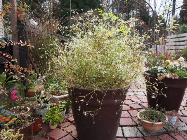 2010_1128画像0200.JPG