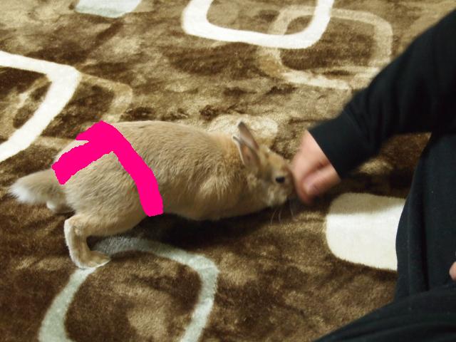 はっけよーい.JPG