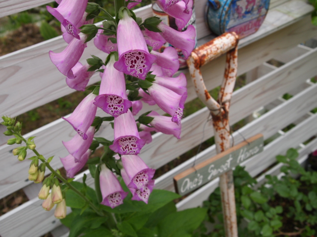 2011_0614画像0177.JPG