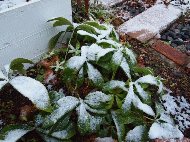 2010_1210画像0006.JPG