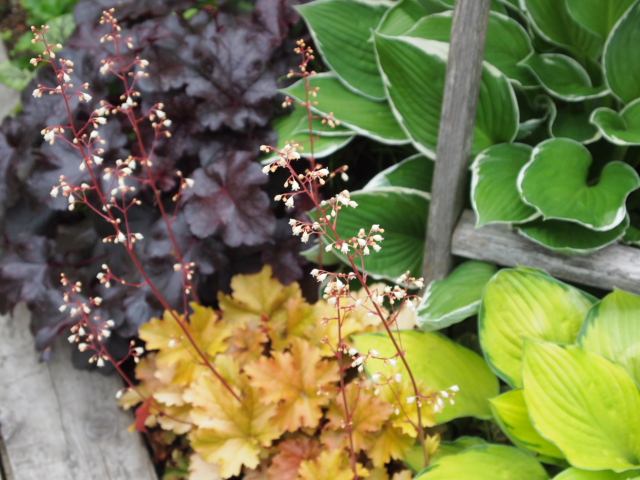 2011_0614画像0185.JPG