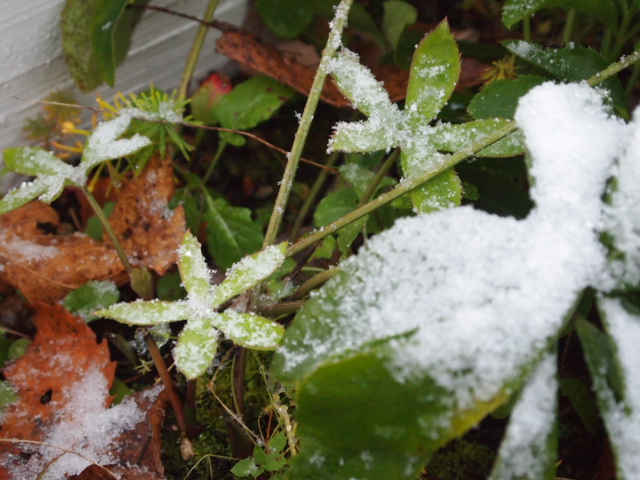 2010_1210画像0005.JPG