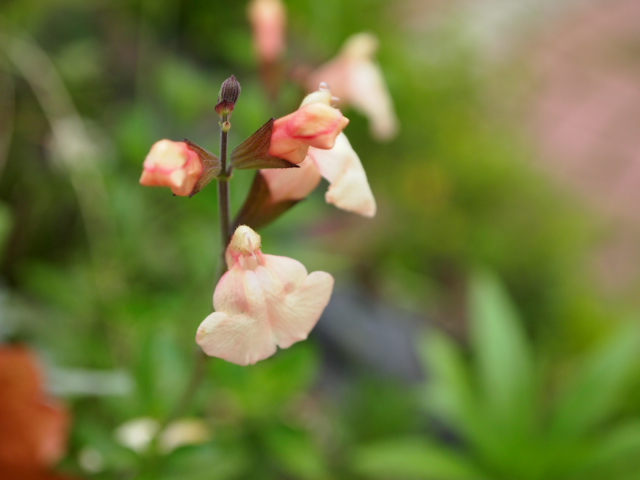 2011_0614画像0189.JPG