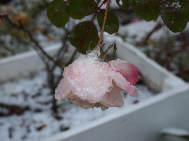 2010_1210画像0004.JPG
