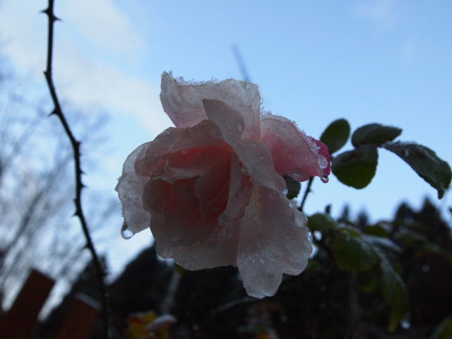 2010_1210画像0003.JPG