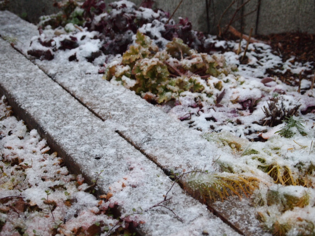 2010_1210画像0008.JPG